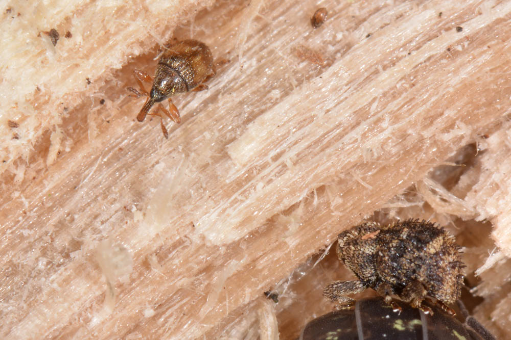 Nanophyes brevis (Nanophyidae) e Acalles parvulus temperei (Curculionidae)